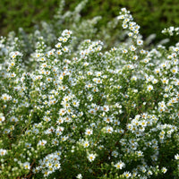 Aster ericoides Snowflurry - Aster  éricoïde Snowflurry - Aster
