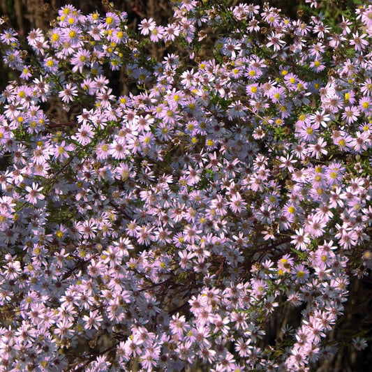 Aster  Pink Star - Bakker