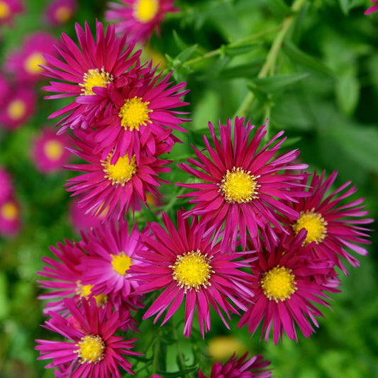 3 Asters grands d'automne Crimson Brocade - Bakker