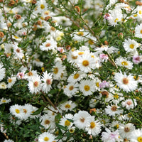 Aster grand d'automne White Lady - Aster novi-belgii white ladies - Bakker