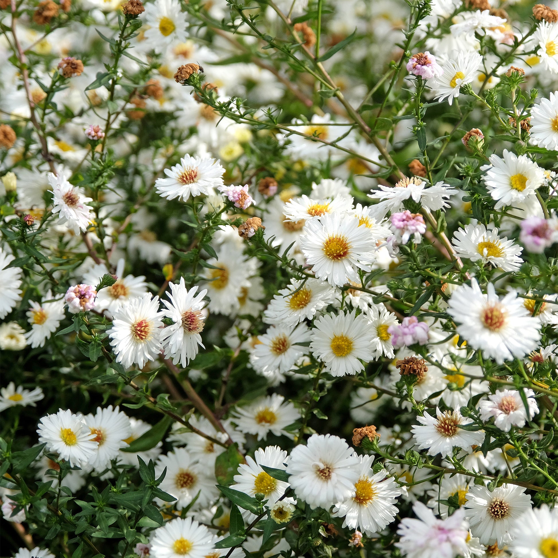 Aster grand d'automne White Lady - Aster novi-belgii white ladies - Bakker