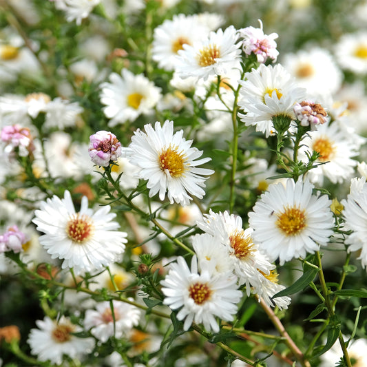 Aster grand d'automne White Lady - Bakker