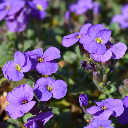 Aubriète Cascade Purple - Bakker