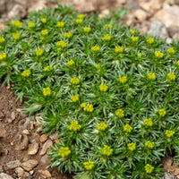 Plantes vivaces - Azorelle - Azorella trifurcata