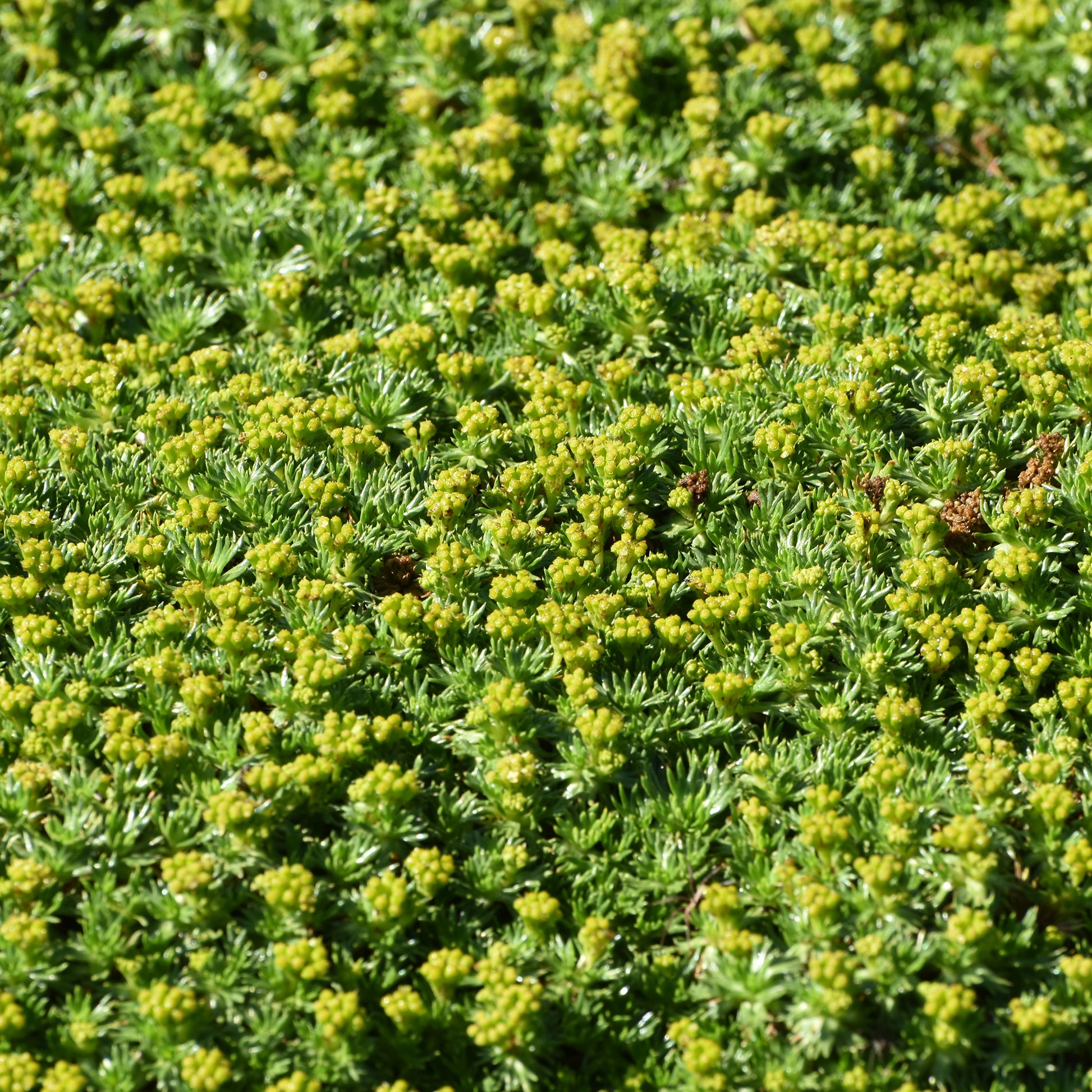 Vente Azorelle - Azorella trifurcata