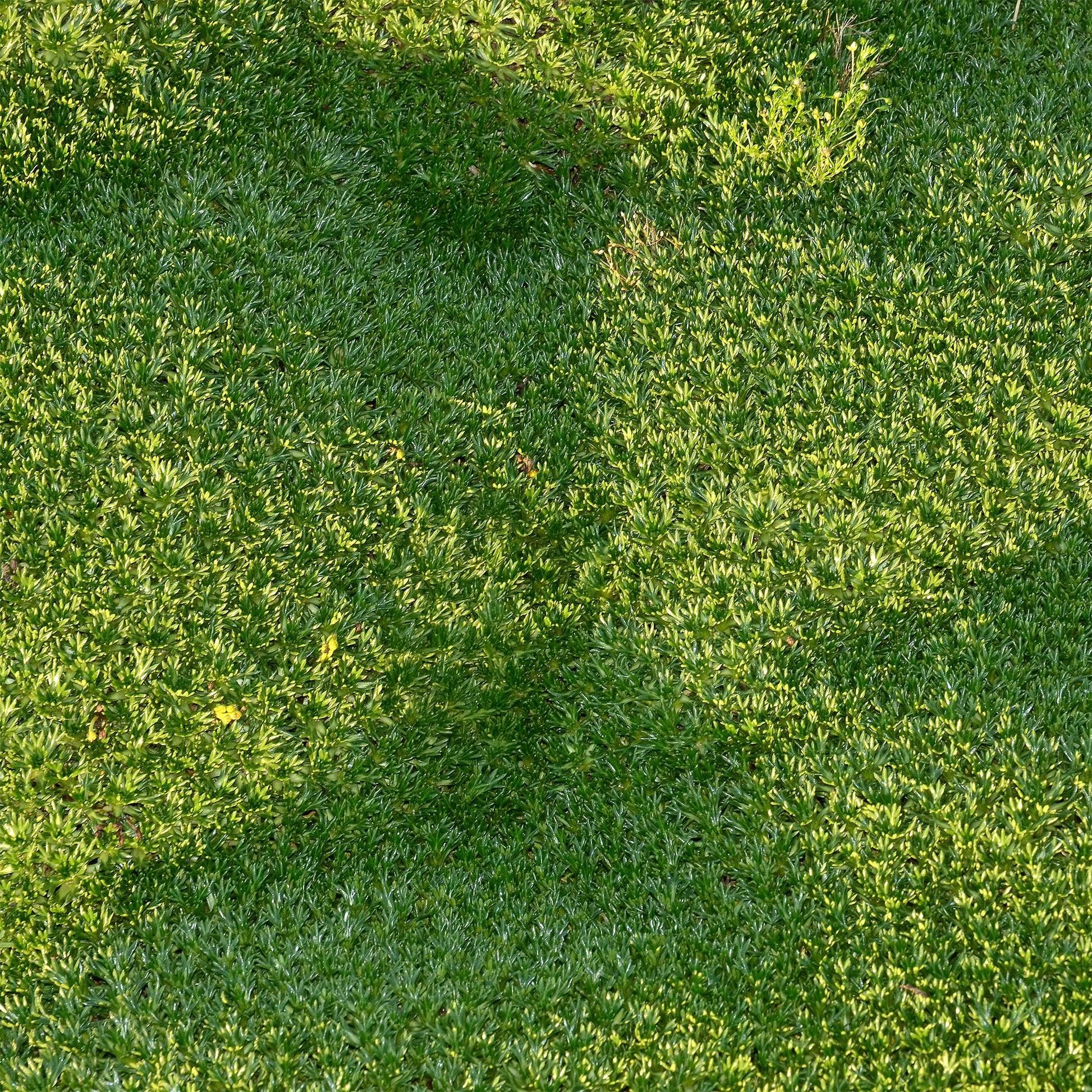 Azorella trifurcata - Azorelle - Plantes vivaces