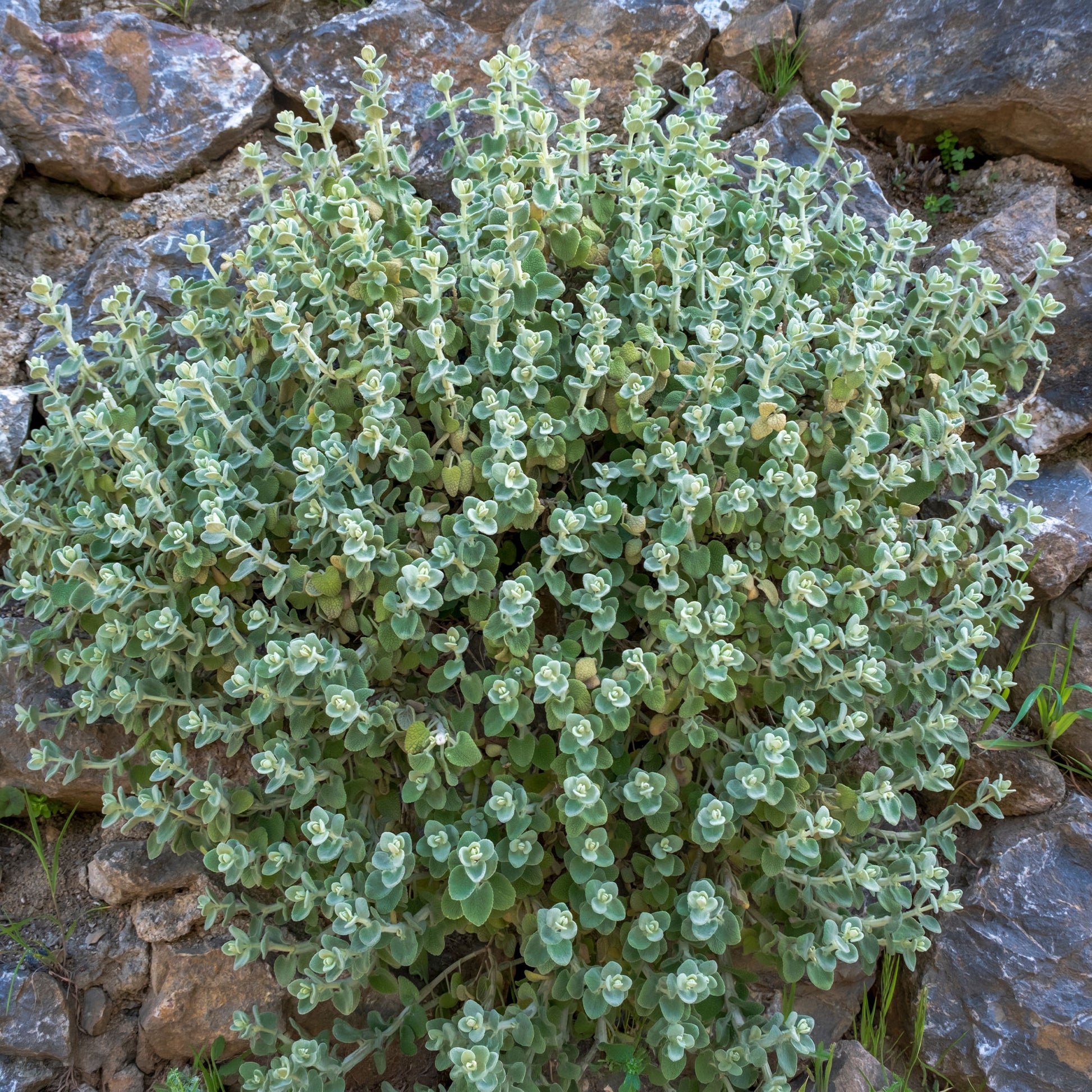 Vente Ballote pseudodictame - Plantes vivaces