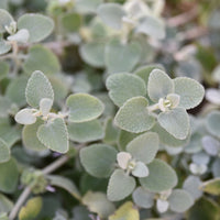 Ballota pseudodictamnus - Ballote pseudodictame - Plantes vivaces