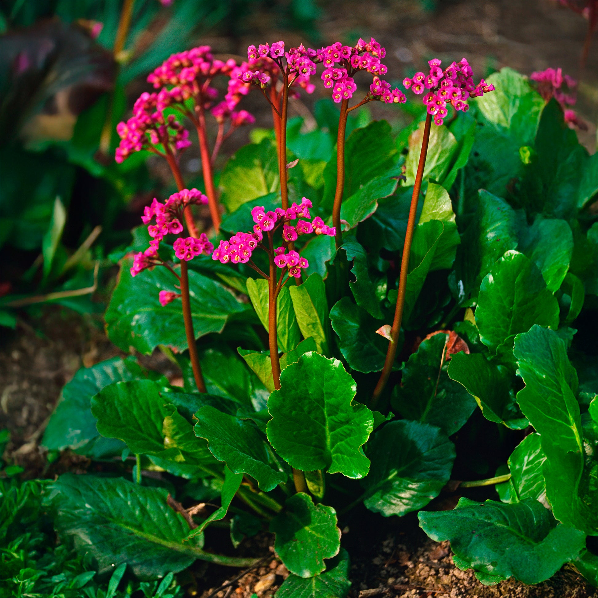 Bergénia Morgenrote - Bakker