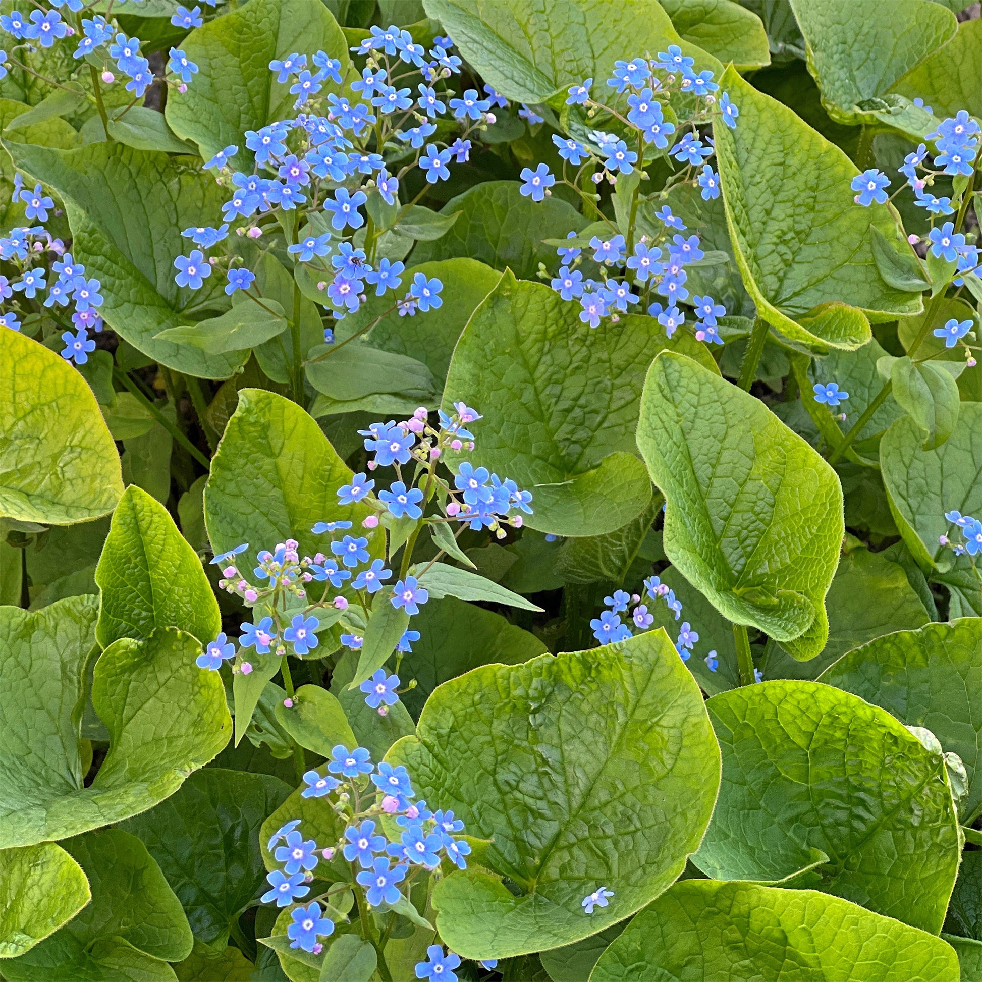 Myosotis du Caucase - Bakker