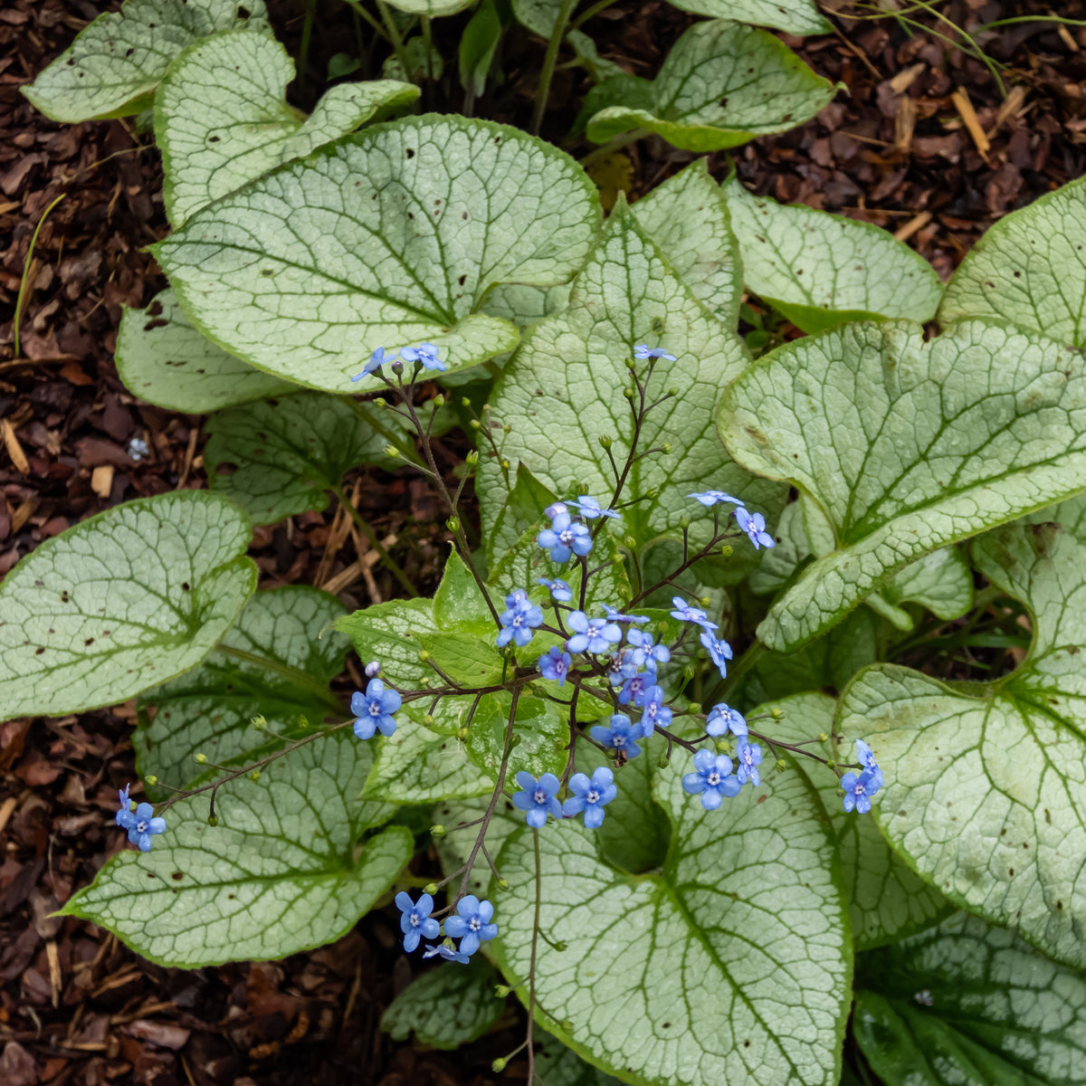 Myosotis du Caucase Silver Heart® - Brunnera macrophylla Silver Heart - Bakker