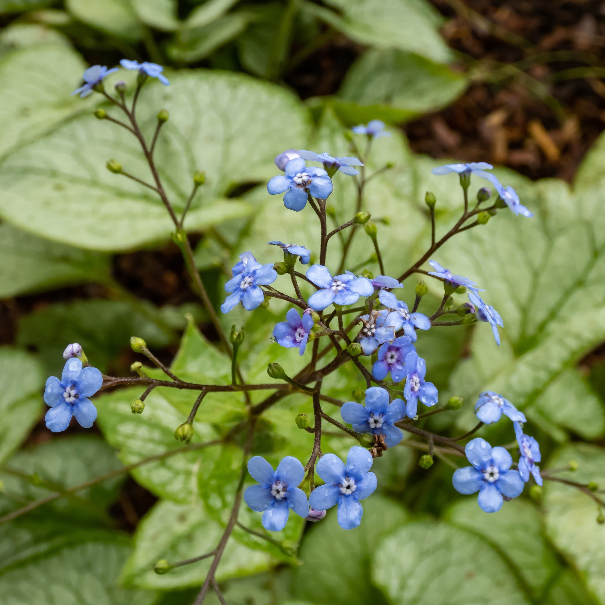 Myosotis du Caucase Silver Heart® - Brunnera macrophylla silver heart - Bakker