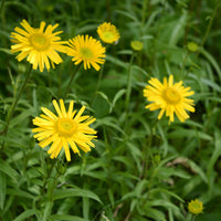 Plantes vivaces - Œil de bœuf jaunes - Buphthalmum salicifolium