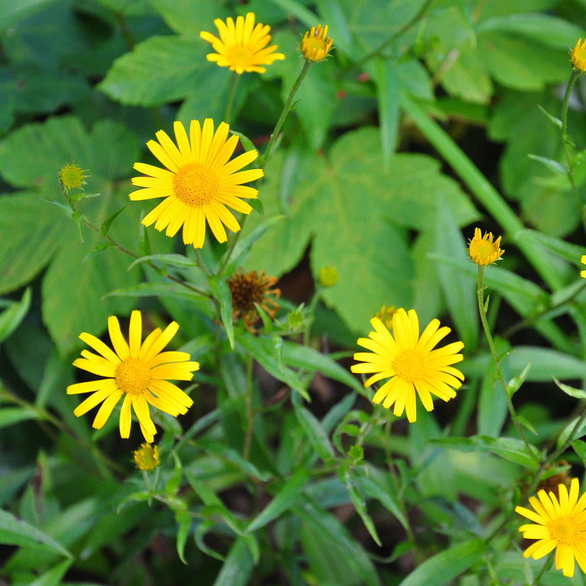 Buphthalmum salicifolium - Œil de bœuf jaunes - Plantes vivaces