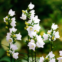 3 Campanules des Carpates Weisse Clips - Campanula carpatica Weisse Clips - Bakker