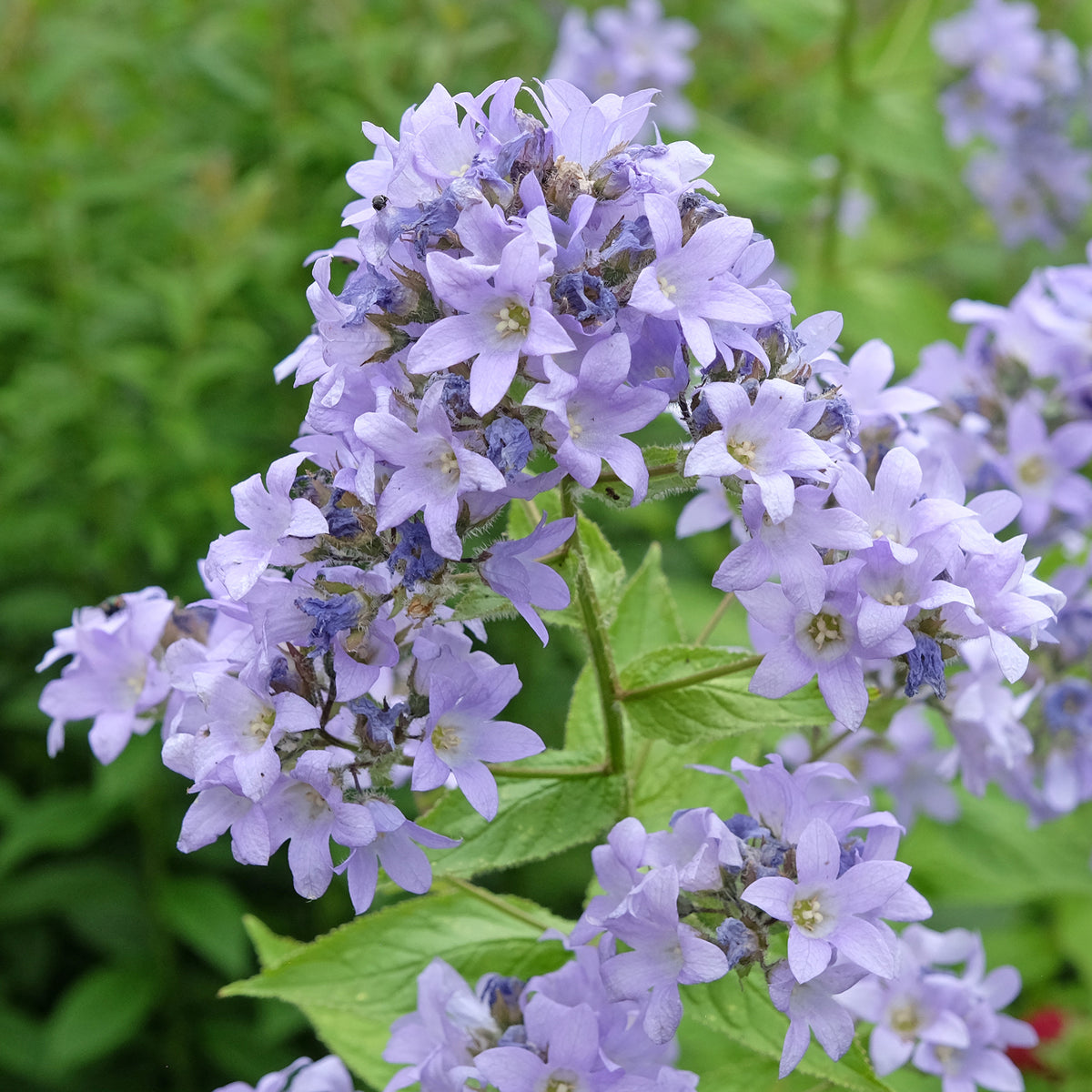 Campanule laiteuse Prichards Variety