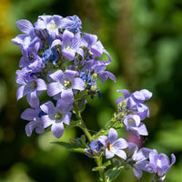 Campanule laiteuse Prichards Variety - Campanula lactiflora Prichard's Variety - Bakker