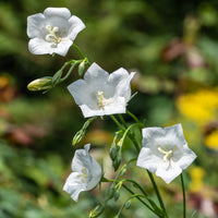 Campanules - 3 Campanules à feuilles de pêcher Alba - Campanula persicifolia Alba