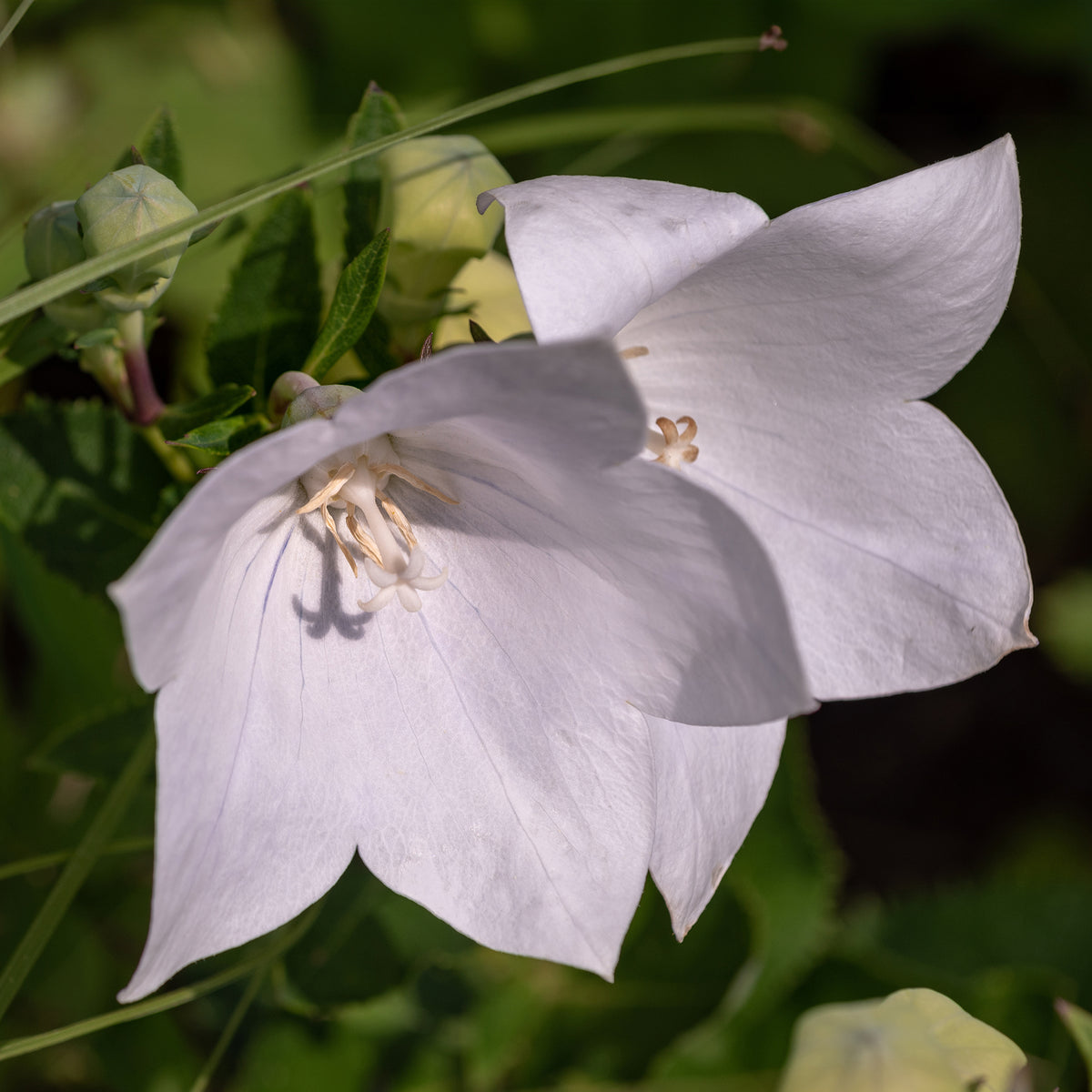 Campanule à feuilles de pêcher Alba - Campanula persicifolia Alba - Bakker