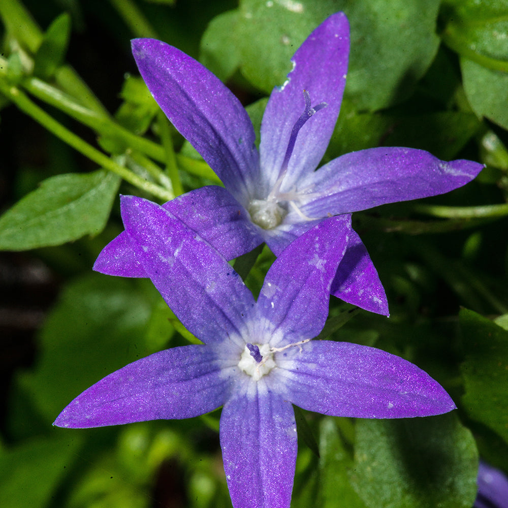 Campanula poscharskyana - Campanule des murets - Campanules
