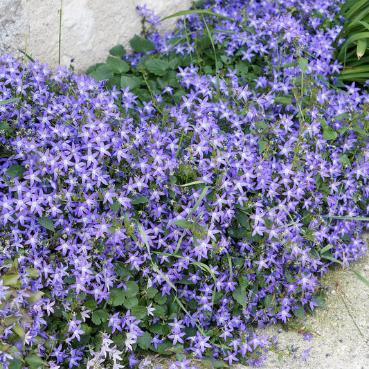 Campanule des murets - Bakker