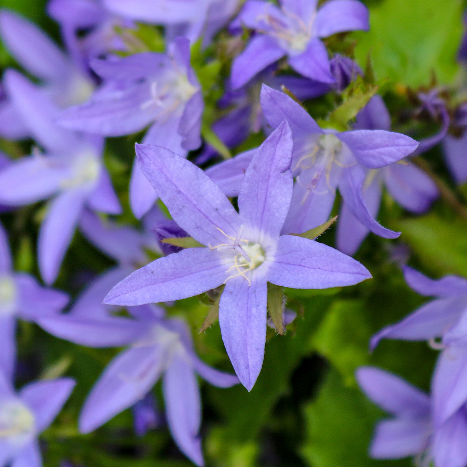 Campanule des murets Stella - Campanula poscharskyana Stella - Bakker