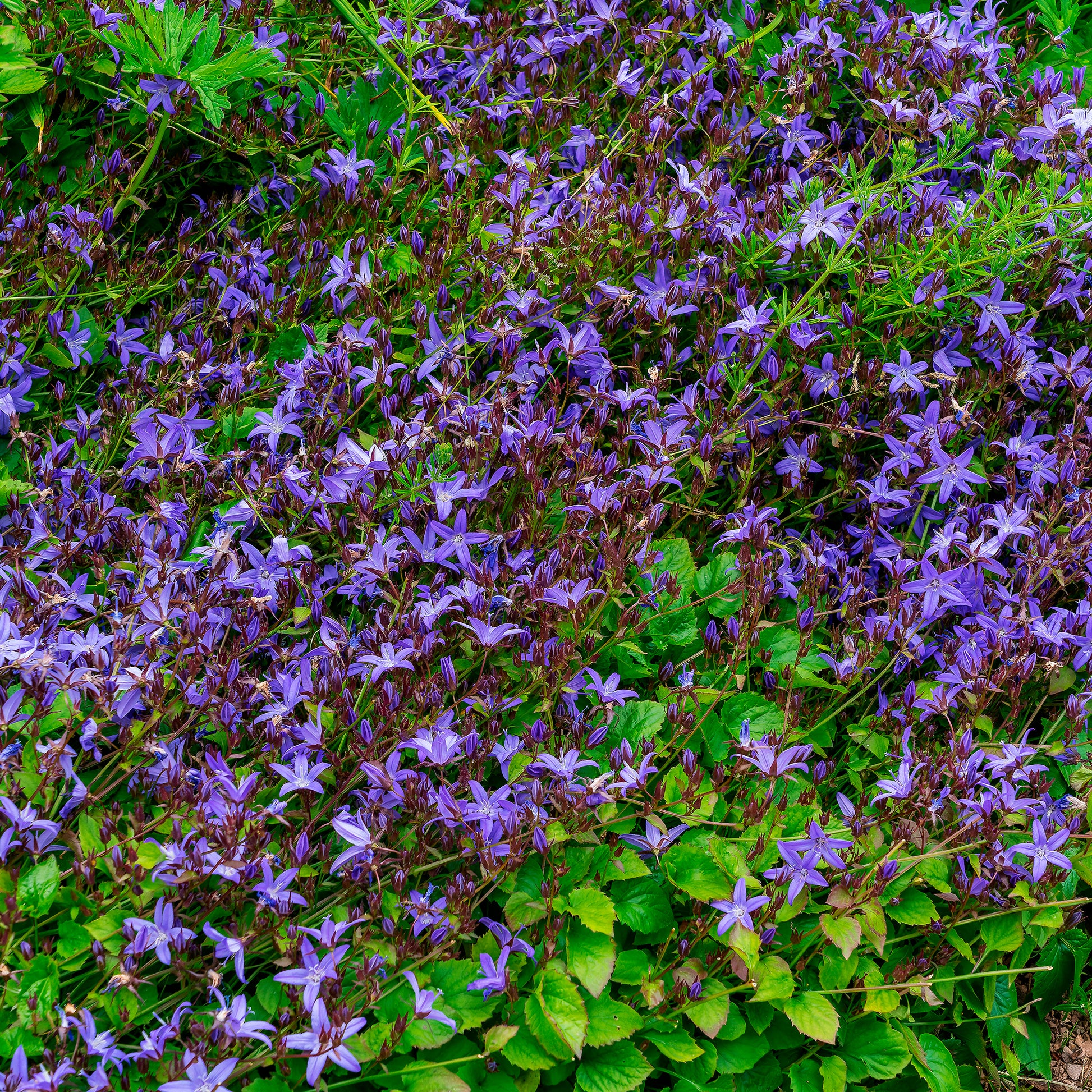 Campanule des murets Stella - Bakker