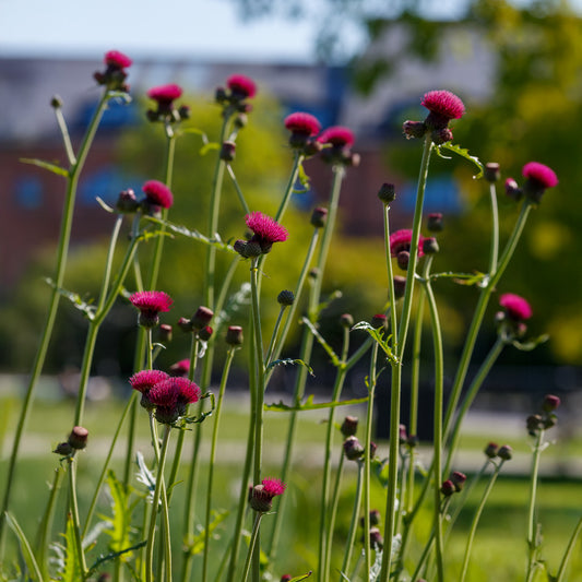 Cirse des ruisseaux - Bakker