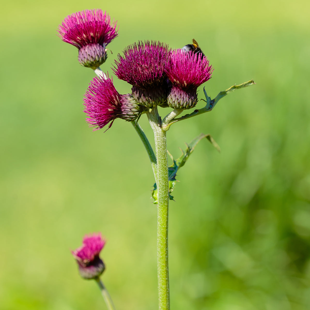 Cirse des ruisseaux - Cirsium rivulare atropurpureum - Bakker
