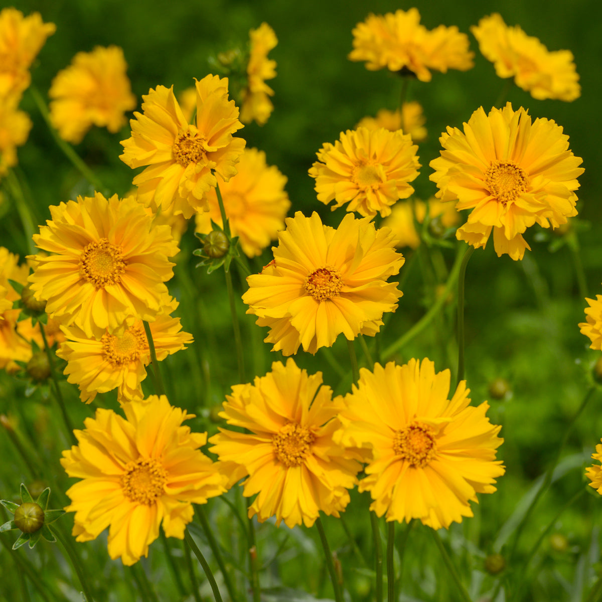Coréopsis à grandes fleurs Sunray - Coreopsis grandiflora Sunray - Bakker