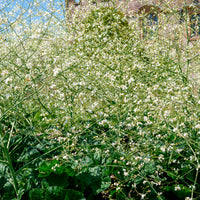 Vivaces fleuries - Chou nuage blanc - Crambe - Crambe cordifolia