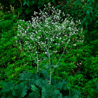 Crambe cordifolia - Chou nuage blanc - Crambe - Vivaces fleuries