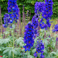 Delphinium belladones Bellamosum - Delphinium belladonna Bellamosum - Bakker