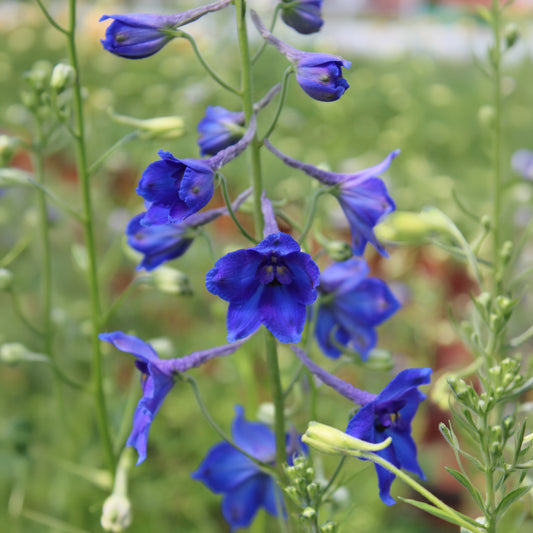Delphinium Volkerfrieden - Bakker