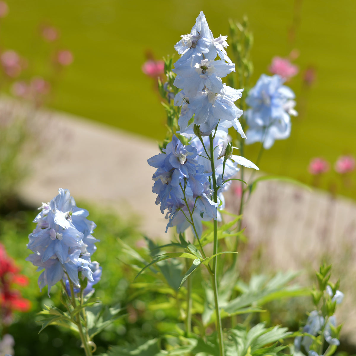 Delphinium Cliveden Beauty - Delphinium ( belladonna group ) cliveden beauty - Bakker