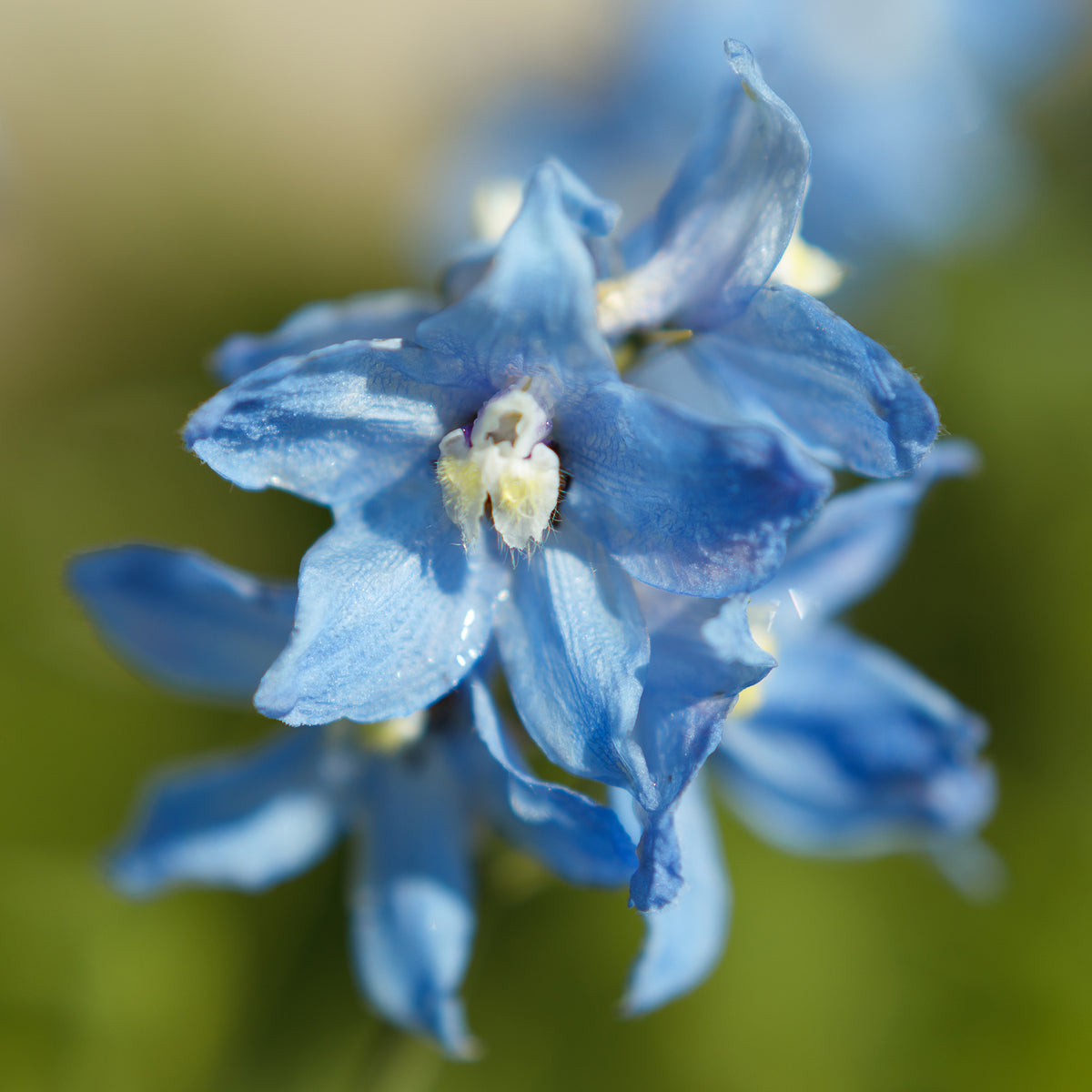 Delphinium Cliveden Beauty - Bakker