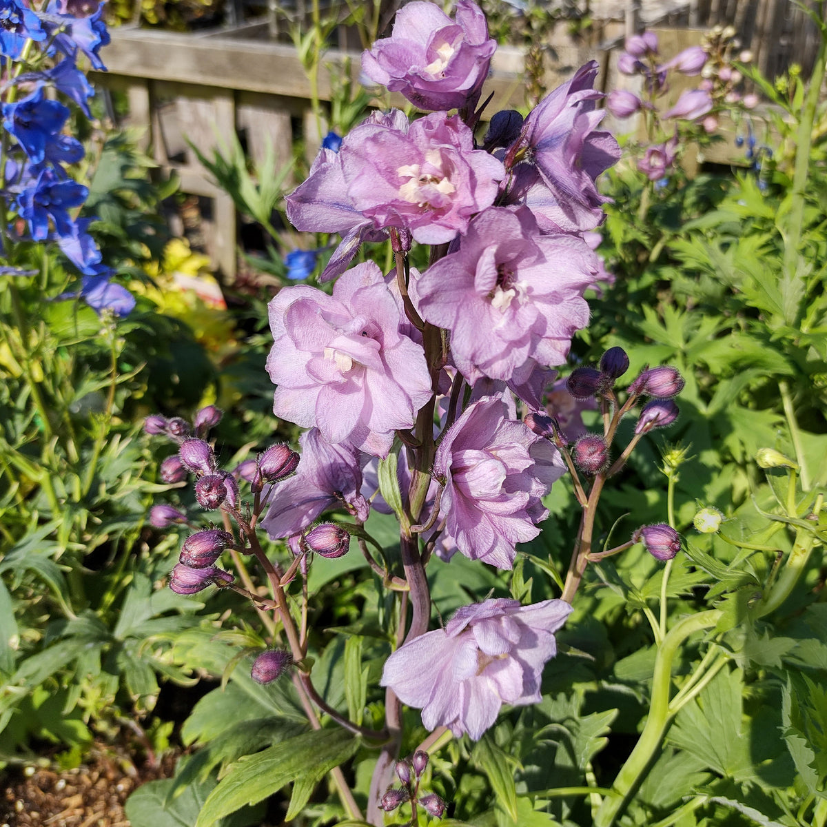 Delphinium géant Astolat - Bakker