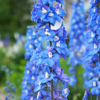 3 Delphiniums géants Blue Bird - Delphinium Pacific Blue Bird - Bakker