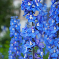 3 Delphiniums géants Blue Bird - Bakker