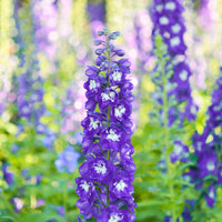 Delphinium Pacific King Arthur - Delphinium géant King Arthur - Delphinium
