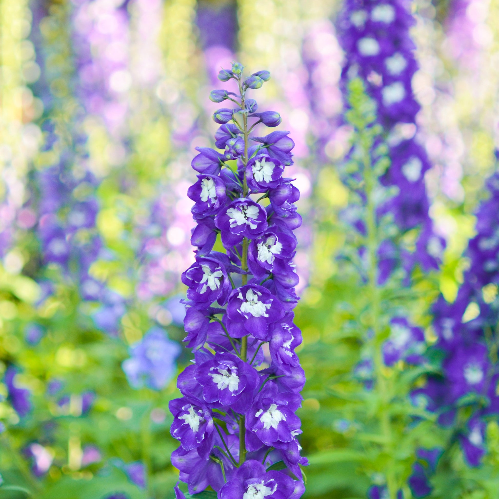 Delphinium Pacific King Arthur - Delphinium géant King Arthur - Delphinium