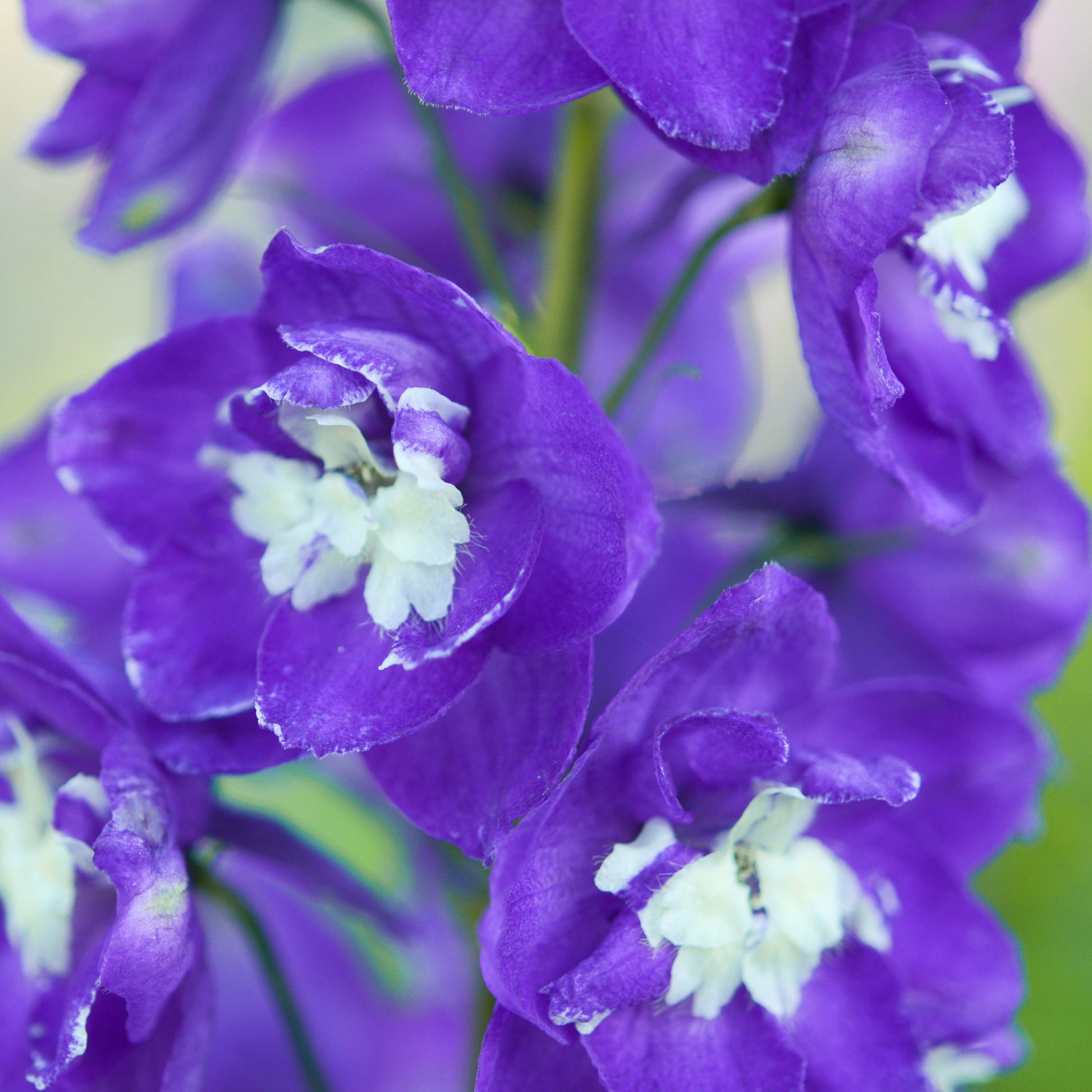 Delphinium géant King Arthur - Delphinium Pacific King Arthur - Bakker