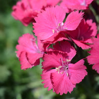 Dianthus gratianopolitanus badenia - Œillet de la Pentecôte Badenia - Œillet - Dianthus