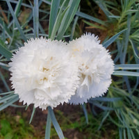 Œillet mignardise Haytor White - Dianthus plumarius haytor white - Bakker