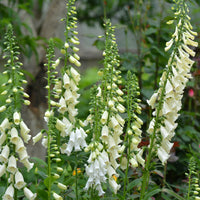 Digitalis purpurea alba - Digitale pourpre blanche - Plantes mellifère