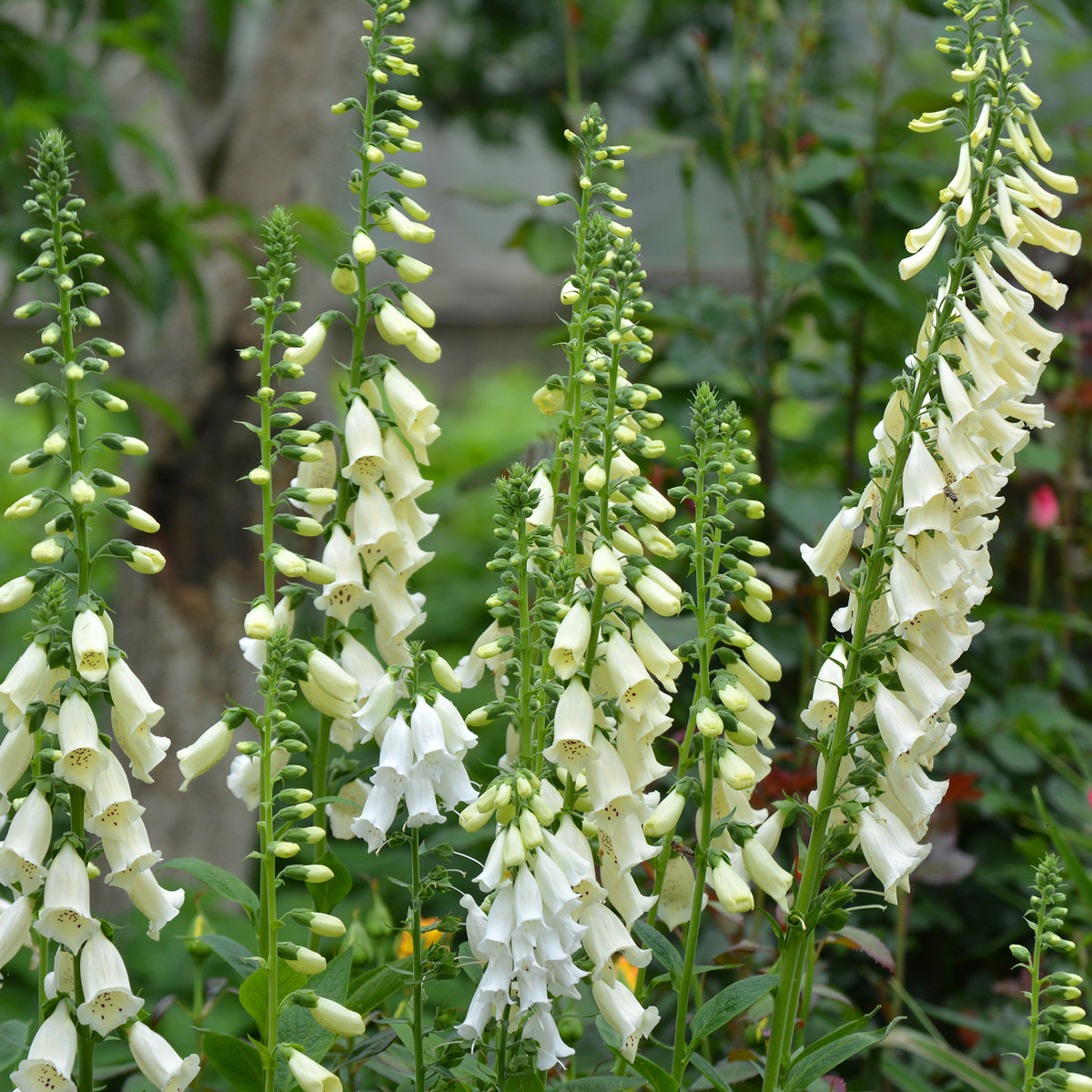 Digitalis purpurea alba - Digitale pourpre blanche - Plantes mellifère