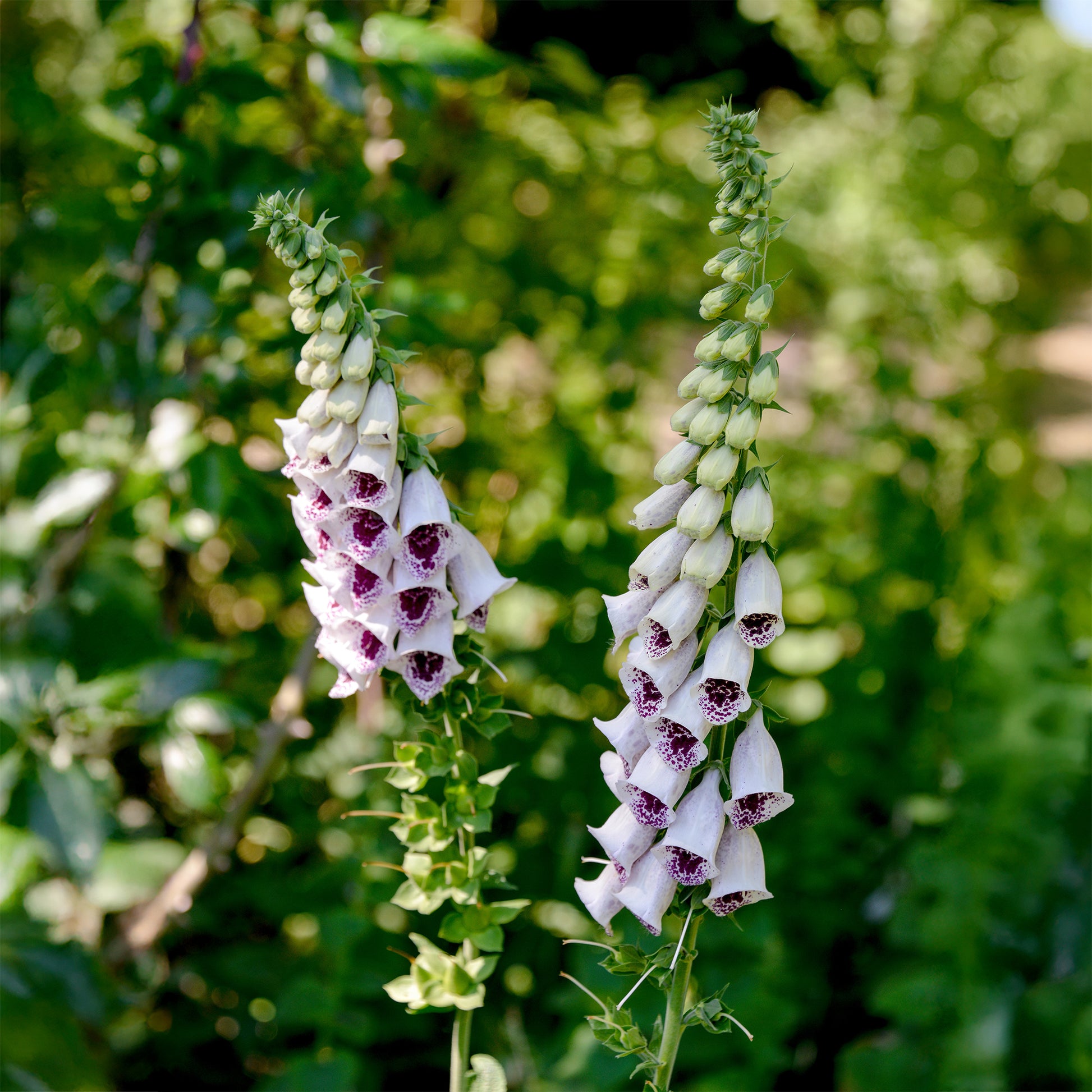 Digitale Pams Choice - Digitalis purpurea pams choice - Bakker