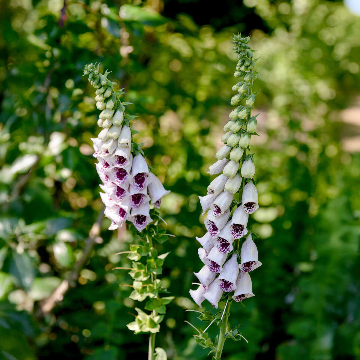 Digitale Pams Choice - Digitalis purpurea pams choice - Bakker
