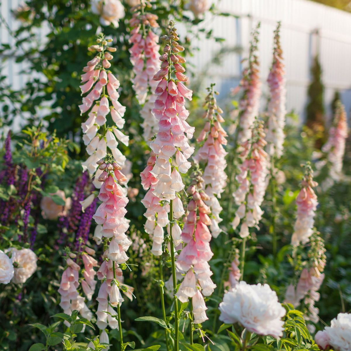 Digitale Sutton's Apricot - Digitalis purpurea Sutton's Apricot - Bakker