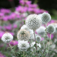 Echinops bannaticus star frost - Boule azurée Star Frost - Chardon boule - 